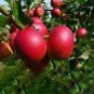 50 PCS Seeds Red-Fleshed Apple Seeds Redlove Apple Fruit Tree