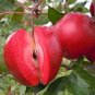 50 PCS Seeds Red-Fleshed Apple Seeds Redlove Apple Fruit Tree