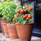 20 PCS Seeds Renrong' Bright Red Cherry Tomato Bonsai