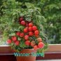 20 PCS Seeds Renrong' Bright Red Cherry Tomato Bonsai