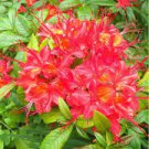100 PCS Seeds Rhododendron Azalea Seeds Rose Red Flowers