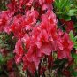 100 PCS Seeds Rhododendron Azalea Seeds Rose Red Flowers