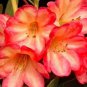 100 PCS Seeds Rhododendron Azalea Seeds Rose Red Flowers