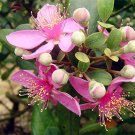 50 PCS Seeds Rhodomyrtus Tomentosa Moaning Myrtle 50 PCS Seeds Rhodomyrtus Tomentosa Moaning Myrtle
