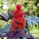 20 PCS Seeds Ricinus Fire Red Castor Oil Plant