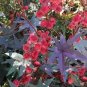 20 PCS Seeds Ricinus Fire Red Castor Oil Plant