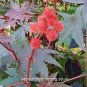 20 PCS Seeds Ricinus Fire Red Castor Oil Plant