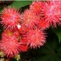 20 PCS Seeds Ricinus Fire Red Castor Oil Plant
