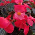 50 PCS Seeds Rieger Begonias Begonia Seeds Dark Red Color 50 PCS Seeds Rieger Begonias Begonia Seeds Dark Red Color