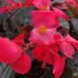 50 PCS Seeds Rieger Begonias Begonia Seeds Dark Red Color