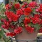 50 PCS Seeds Rieger Begonias Begonia Seeds Dark Red Color