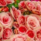 50 PCS Seeds Rieger Begonias Flower