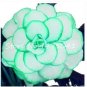 50 PCS Seeds Rieger Begonias Flower