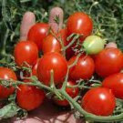100 PCS Seeds Riesentraube Cherry Tomato 100 PCS Seeds Riesentraube Cherry Tomato
