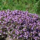 200 PCS Seeds Rock cress Creeping Thyme Bonsai Multi-Color Perennial Flower