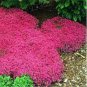 200 PCS Seeds Rock cress Creeping Thyme Bonsai Multi-Color Perennial Flower
