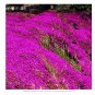 200 PCS Seeds Rock cress Creeping Thyme Bonsai Multi-Color Perennial Flower