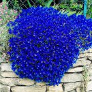 200 PCS Seeds Rock Cress Flower Aubrieta Cultorum Rare Purple 200 PCS Seeds Rock Cress Flower Aubrieta Cultorum Rare Purple
