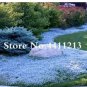 200 PCS Seeds Rock Cress Flower Aubrieta Cultorum Rare Purple