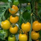20 PCS Seeds Roma Yellow Little Tomato Plant Organic Edible Tomato 20 PCS Seeds Roma Yellow Little Tomato Plant Organic Edible Tomato