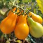 20 PCS Seeds Roma Yellow Little Tomato Plant Organic Edible Tomato
