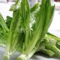 200 PCS Seeds Romaine Lettuce (Lactuca L. var. longifolia) Vegetable