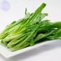 200 PCS Seeds Romaine Lettuce (Lactuca L. var. longifolia) Vegetable
