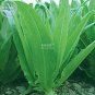 200 PCS Seeds Romaine Lettuce (Lactuca L. var. longifolia) Vegetable