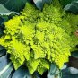 100 PCS Seeds Roman Broccoli Seeds Vegetables