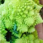 100 PCS Seeds Roman Broccoli Seeds Vegetables