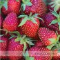 100 PCS Seeds Roman F1 Strawberry