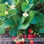 100 PCS Seeds Roman F1 Strawberry