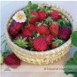 100 PCS Seeds Roman F1 Strawberry
