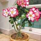 1 PCS Seeds Rose Bonsai Ornamental Plants Balcony Bonsai Potted Flowers