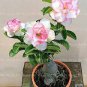 1 PCS Seeds Rose Bonsai Ornamental Plants Balcony Bonsai Potted Flowers