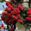 100 PCS Seeds Rose 'Paul's Scarlet' (Climbing) Hardy Shrub Bonsai 100 PCS Seeds Rose 'Paul's Scarlet' (Climbing) Hardy Shrub Bonsai