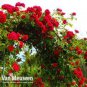 100 PCS Seeds Rose 'Paul's Scarlet' (Climbing) Hardy Shrub Bonsai