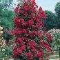 100 PCS Seeds Rose 'Paul's Scarlet' (Climbing) Hardy Shrub Bonsai