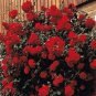 100 PCS Seeds Rose 'Paul's Scarlet' (Climbing) Hardy Shrub Bonsai
