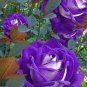 100 PCS Seeds Rose Bonsai Purple Rose with White Red Edge Bonsai Flower Bonsai
