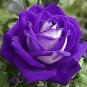 100 PCS Seeds Rose Bonsai Purple Rose with White Red Edge Bonsai Flower Bonsai