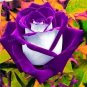 100 PCS Seeds Rose Bonsai Purple Rose with White Red Edge Bonsai Flower Bonsai