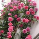 100 PCS Seeds Rose Bonsai Thailand Climbing Rose Tree Rare Flower Pink 100 PCS Seeds Rose Bonsai Thailand Climbing Rose Tree Rare Flower Pink