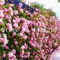 100 PCS Seeds Rose Bonsai Thailand Climbing Rose Tree Rare Flower Pink