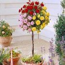 100 PCS Seeds Rose Bonsai,Rare Color,Rich Aroma