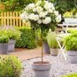 100 PCS Seeds Rose Bonsai,Rare Color,Rich Aroma