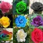 100 PCS Seeds Rose Bonsai,Rare Color,Rich Aroma