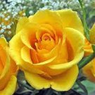 50 PCS Seeds Rose Bright Light Yellow Big Blooms Flower 50 PCS Seeds Rose Bright Light Yellow Big Blooms Flower