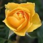 50 PCS Seeds Rose Bright Light Yellow Big Blooms Flower