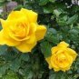 50 PCS Seeds Rose Bright Light Yellow Big Blooms Flower